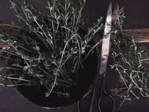 Sprigs of thyme in a bowl with scissors