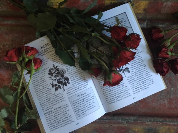 The rose represented by its description in an herbalism book strewn with a bunch of roses