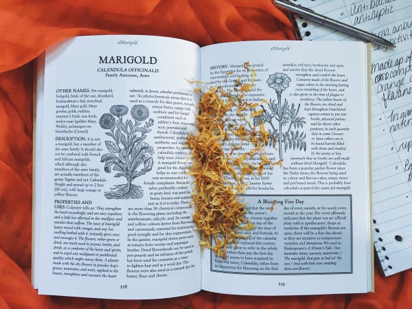 Herbalism book with dried Calendula flowers
