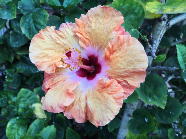 Orange and pink Hibiscus flower plant